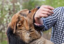 كلب ضال يهاجم شابًا أمام محطة سانت تريزا ويصيبه بجروح عميقه