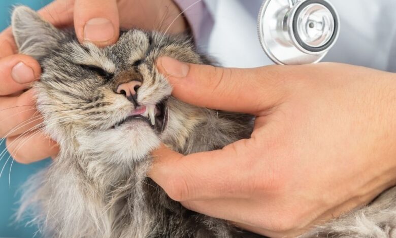 ليه القطط سنانها مش بتسوس؟