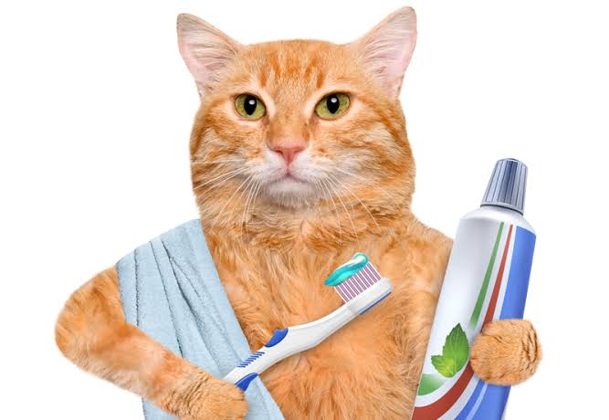 ليه القطط سنانها مش بتسوس؟