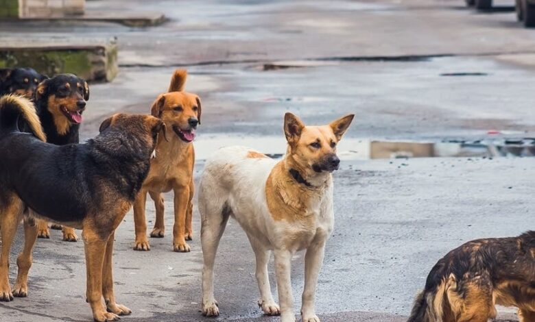 بدل الإعدام والتخلص العشوائي.. القاهرة تطلق نموذجًا علميًا للتعامل مع الكلاب الضالة